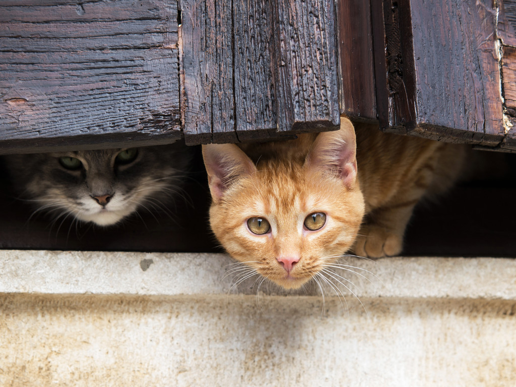 6 leçons de santé mentale que nous pouvons tirer des chats
