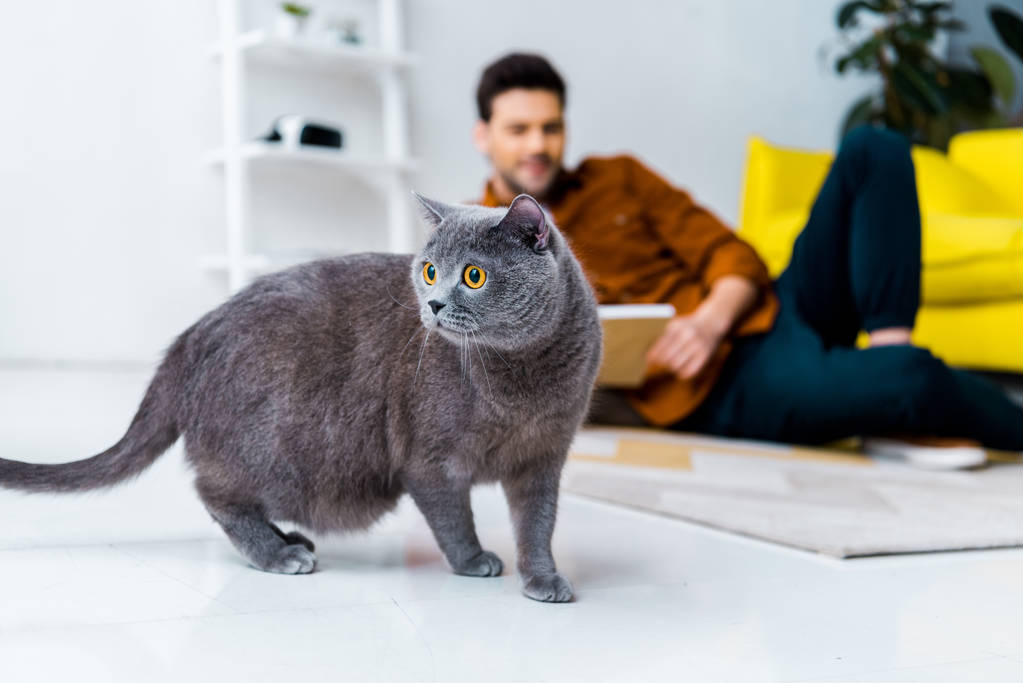 Le parasite des chats : l’infection silencieuse qui inquiète les scientifiques